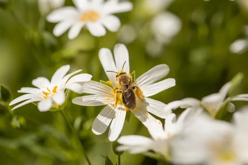 spring meadow flower and honey bee 2022 01 31 18 36 35 utc